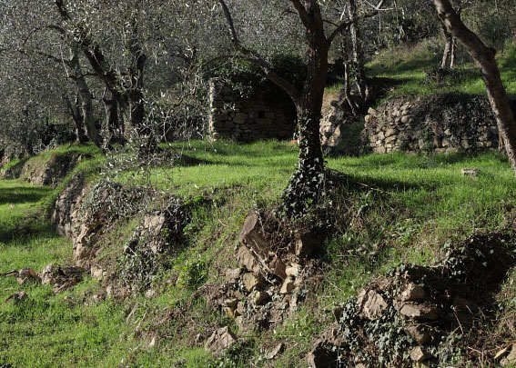 200年以上農薬不使用の農園