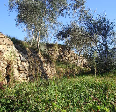 遺跡のすぐそばで昔から続くオリーブオイル農園