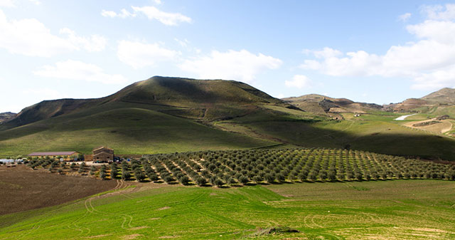 ピスタチオの農園